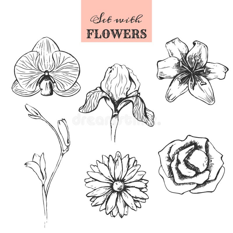 Ställ in med handen drog blommor vektor illustrationer Ställ in med handen drog blommor vektor illustrationer