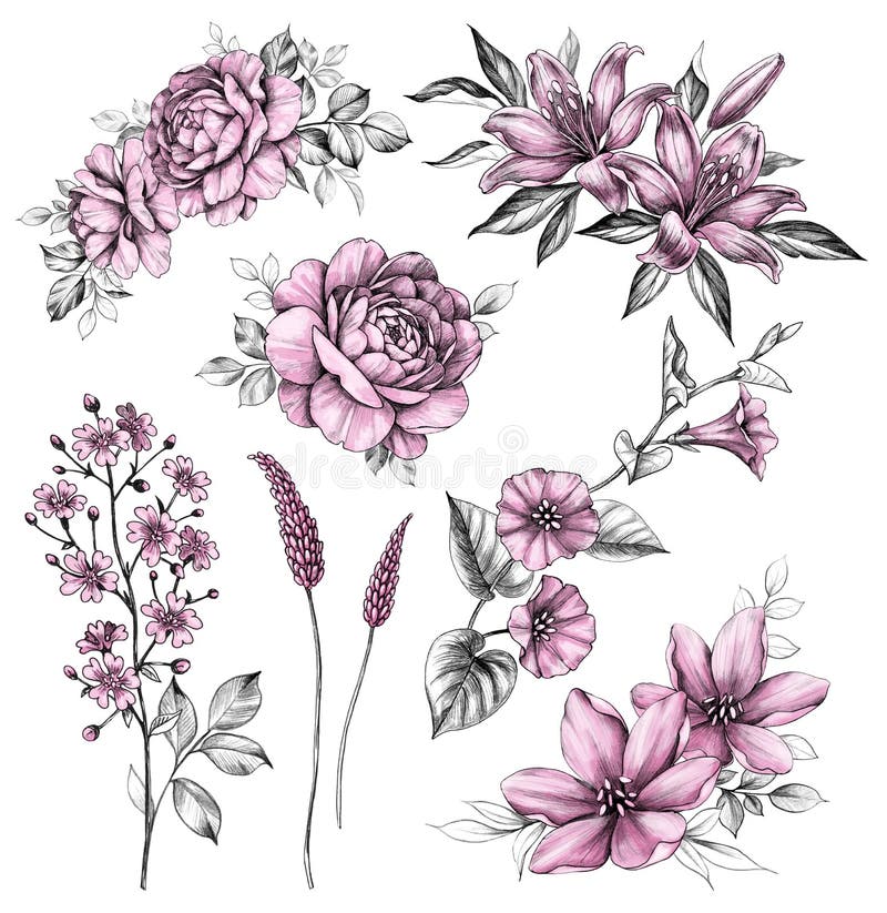 Ställa in handritade, vackra rosa blommor stock illustrationer