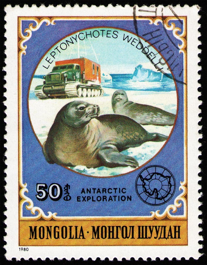 MONGOLIA - CIRCA 1980: stamp 50 Mongol mongo printed in Mongolia shows Wedell Seal Leptonychotes weddellii, Antarctic animals and exploration serie, circa 1980. MONGOLIA - CIRCA 1980: stamp 50 Mongol mongo printed in Mongolia shows Wedell Seal Leptonychotes weddellii, Antarctic animals and exploration serie, circa 1980