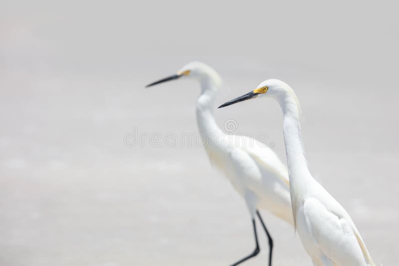 Stäng av två Snowy vita egrets i Florida stock illustrationer