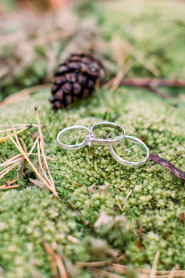 Stäng - guldringar av brud och brudgumm på en grön mossa Oskarp bakgrund Bröllopringar på moss fotografering för bildbyråer Stäng - guldringar av brud och brudgumm på en grön mossa Oskarp bakgrund Bröllopringar på moss fotografering för bildbyråer