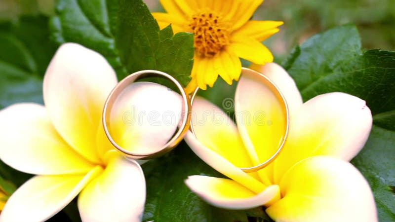 Stäng sig upp att gifta sig guld- cirklar på de thailändska blommorna