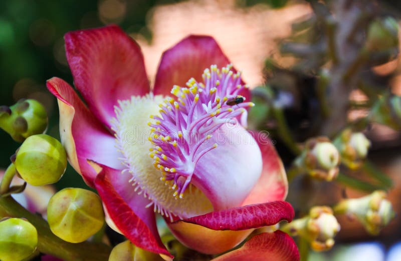 Stäng sig upp av blomningen och frukter av guianensisen för cannonballträdcouroupitaen i Thailand arkivbilder Stäng sig upp av blomningen och frukter av guianensisen för cannonballträdcouroupitaen i Thailand arkivbilder