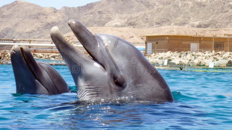 Stäng sig upp av Bottlenosedelfin i Röda havet av Israel, Eilat arkivfoton Stäng sig upp av Bottlenosedelfin i Röda havet av Israel, Eilat arkivfoton