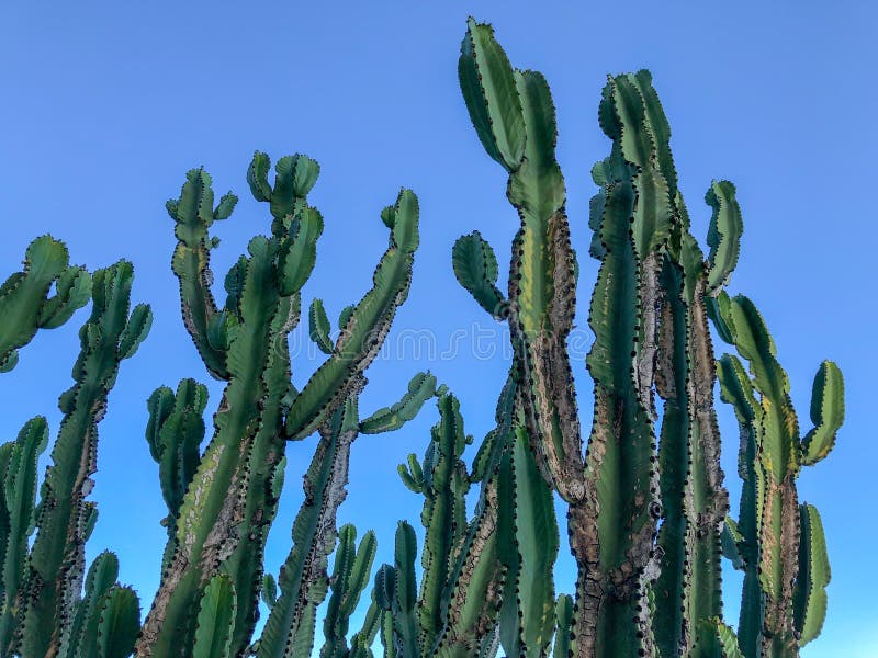 Stäng sig upp av den enorma kaktuns på en blå himmel arkivfoto Stäng sig upp av den enorma kaktuns på en blå himmel arkivfoto