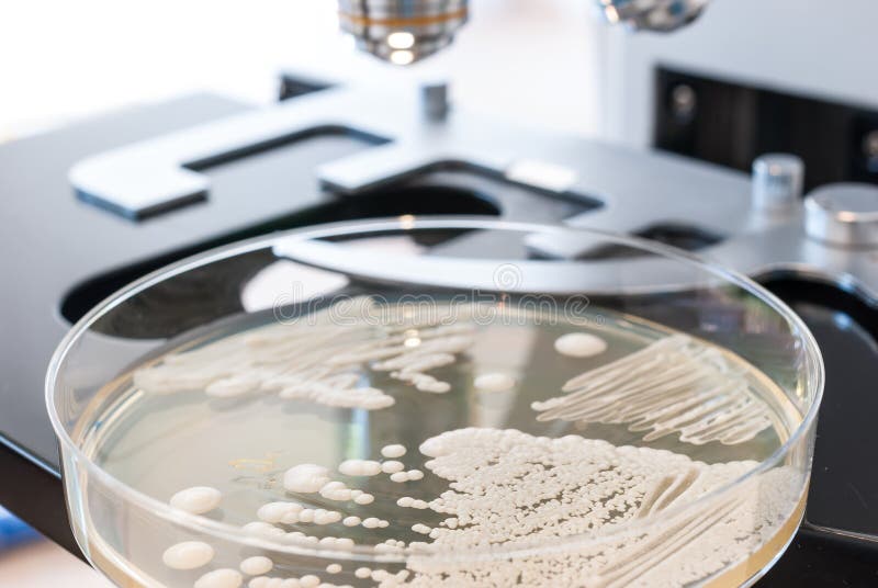 Stäng sig upp av den petri maträtten på laboratoriummikroskopet royaltyfri fotografi