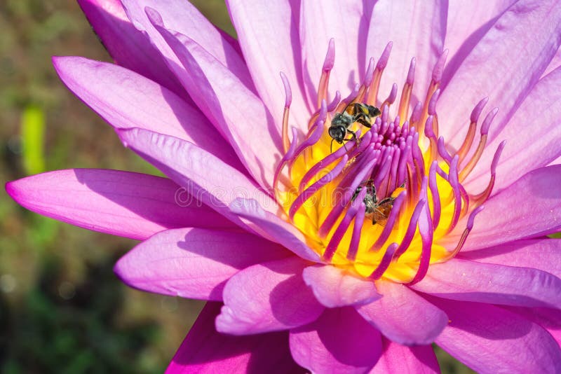 Stäng sig upp av den purpurfärgade Lotus blomman med honungbiet royaltyfri foto Stäng sig upp av den purpurfärgade Lotus blomman med honungbiet royaltyfri foto