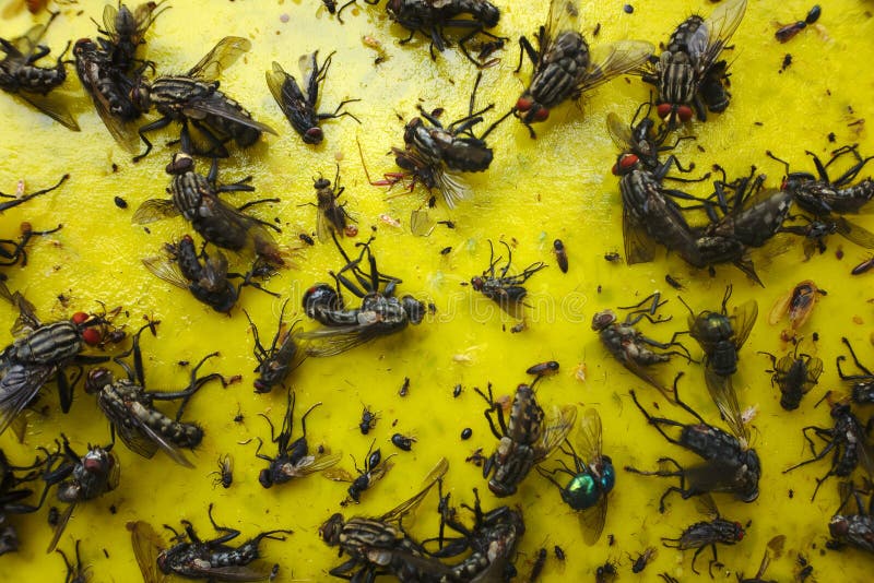 Stäng sig upp av ett gult klibbigt papper med massor av flugor