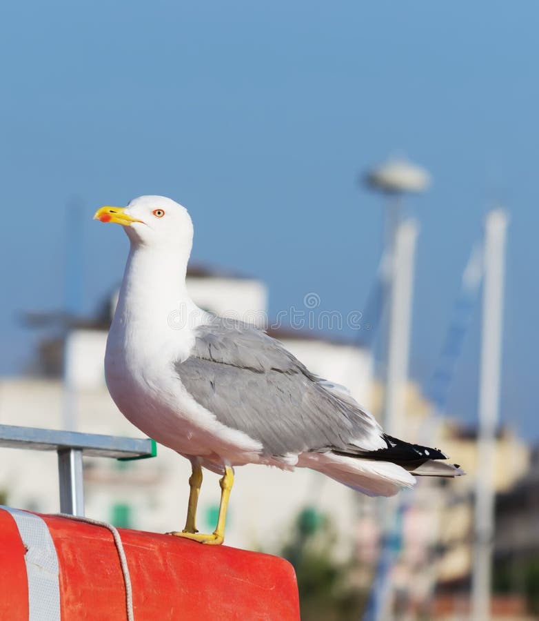 Stäng sig upp av ett seagullanseende på ett fartyg royaltyfri bild Stäng sig upp av ett seagullanseende på ett fartyg royaltyfri bild