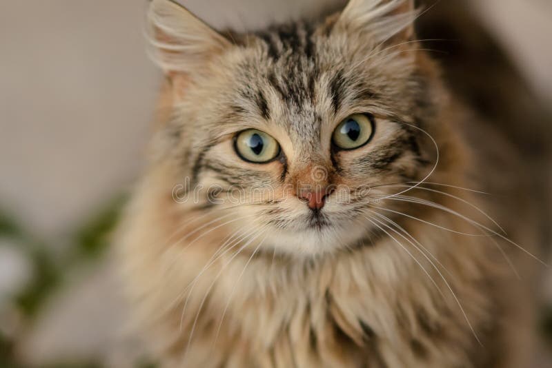 Stäng sig upp av framsidan av en randig brun och grå katt med suddig bakgrund fotografering för bildbyråer Stäng sig upp av framsidan av en randig brun och grå katt med suddig bakgrund fotografering för bildbyråer