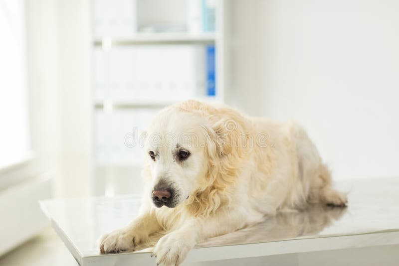Stäng sig upp av golden retrieverhund på veterinärkliniken arkivbilder Stäng sig upp av golden retrieverhund på veterinärkliniken arkivbilder