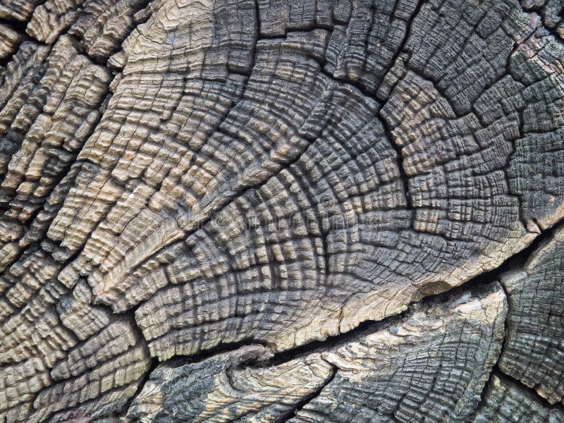 Stäng sig upp av härliga den texturerade snittträdstubben arkivbild Stäng sig upp av härliga den texturerade snittträdstubben arkivbild