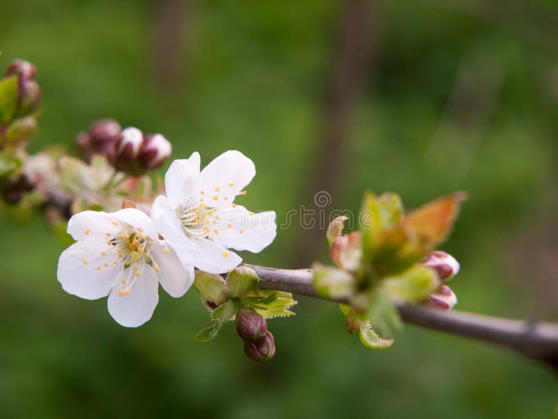 stäng sig upp av härliga vita blommande blommahuvud på körsbärsrött träd arkivfoton stäng sig upp av härliga vita blommande blommahuvud på körsbärsrött träd arkivfoton