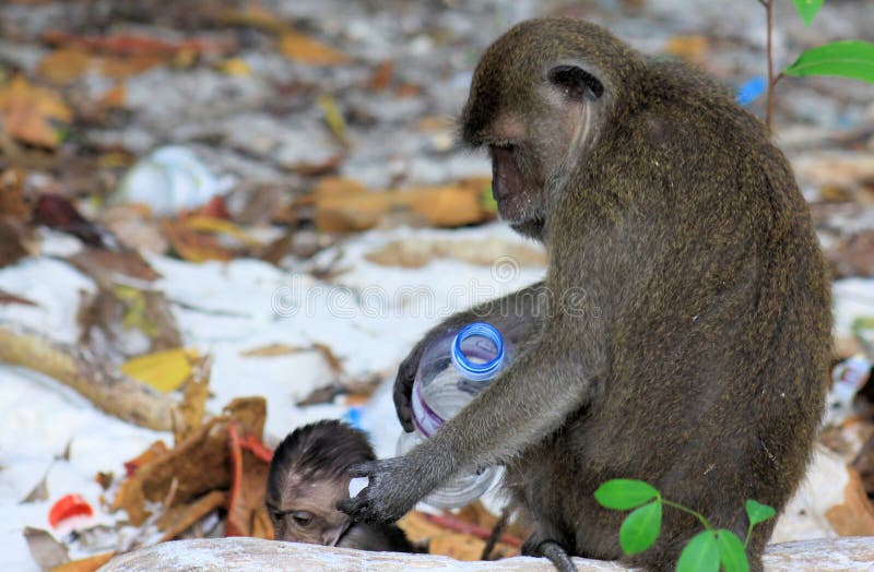 Stäng sig upp av moder och behandla som ett barn apor som krabba-äter dentailed macaquen, Macacafascicularis på den förorenade st fotografering för bildbyråer