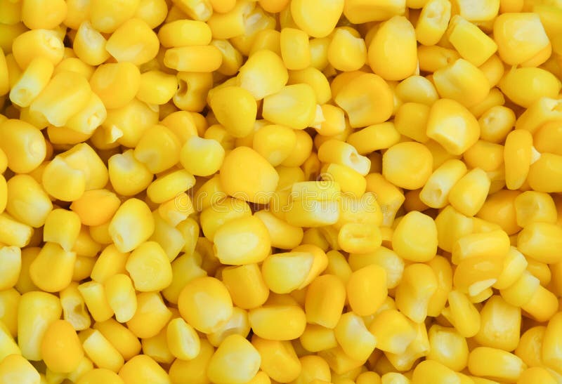Stäng sig upp av mogna gula majskorn för bakgrund royaltyfri fotografi Stäng sig upp av mogna gula majskorn för bakgrund royaltyfri fotografi