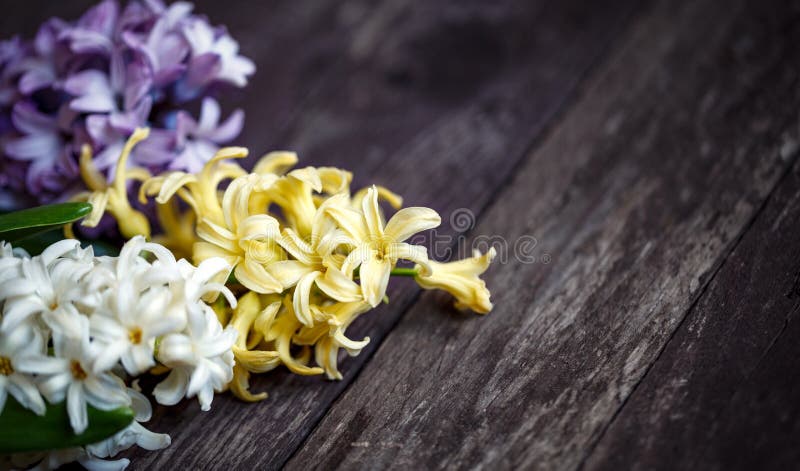Stäng sig upp av vit och slösa hyacintblommabakgrund royaltyfria foton Stäng sig upp av vit och slösa hyacintblommabakgrund royaltyfria foton
