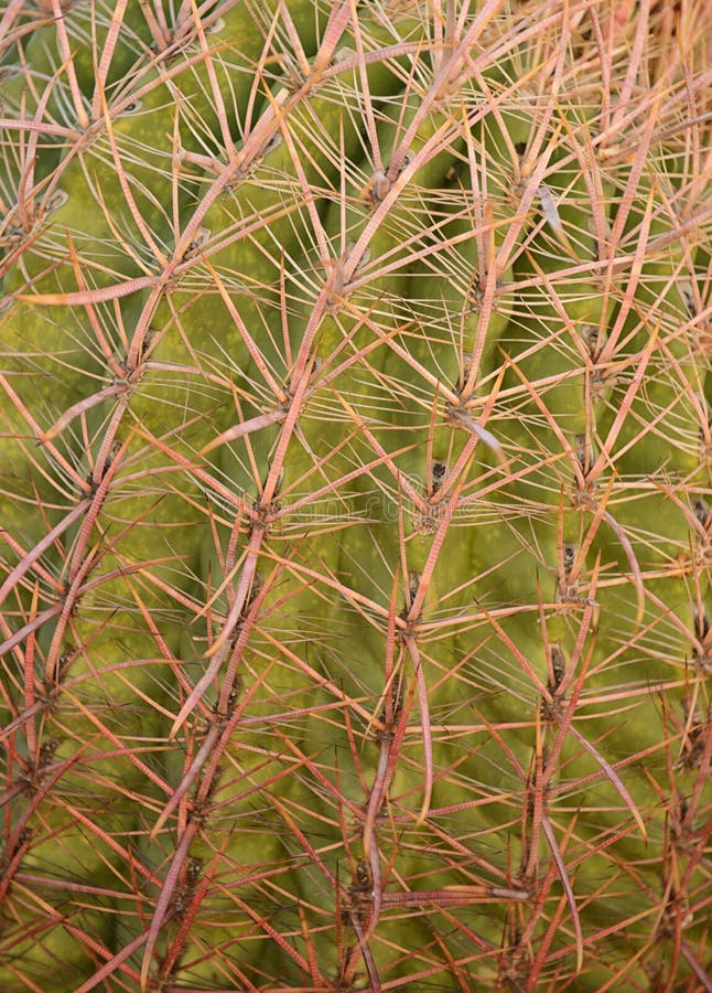 Stäng sig upp bild av en Arizona metkrokkaktus arkivfoton Stäng sig upp bild av en Arizona metkrokkaktus arkivfoton