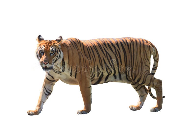 Stäng sig upp framsida av isolerad vit bakgrund för den bengal tigern