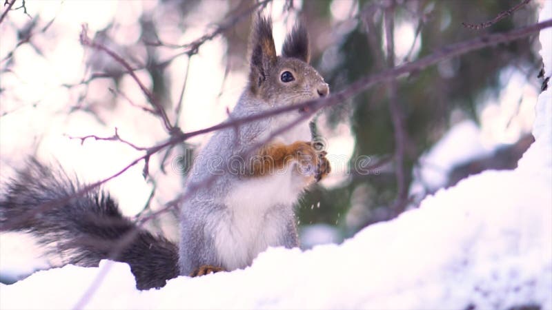 Stäng sig upp för gullig grå ekorre med en mutter i hennes mun på en snöig trädfilial i vinter Ekorre som sitter på ett snöig arkivfoto Stäng sig upp för gullig grå ekorre med en mutter i hennes mun på en snöig trädfilial i vinter Ekorre som sitter på ett snöig arkivfoto
