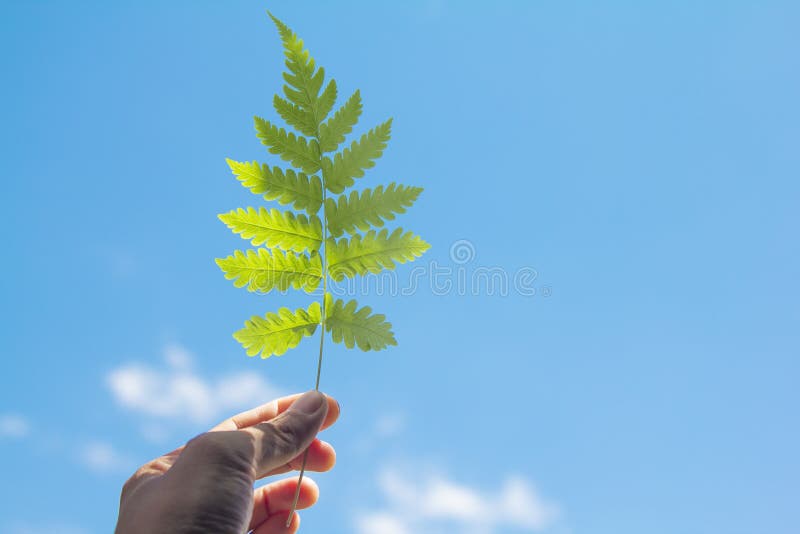 Stäng upp en hand för kvinnor som håller fern blad på blå himmel med kumulativa moln miljö fotografering för bildbyråer Stäng upp en hand för kvinnor som håller fern blad på blå himmel med kumulativa moln miljö fotografering för bildbyråer
