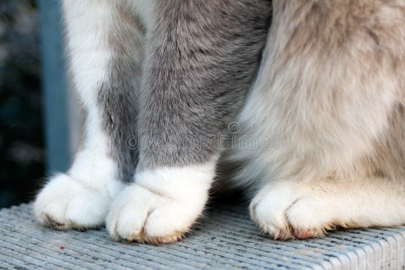 Stäng upp fyra smutsiga katttassar sittande katt arkivbilder