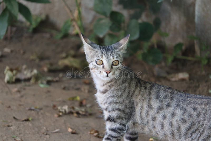 Stäng upp porträttet på den svarta fliken av Maine Coon katt på grön bakgrund med kopieringsutrymme och solljus arkivbild Stäng upp porträttet på den svarta fliken av Maine Coon katt på grön bakgrund med kopieringsutrymme och solljus arkivbild