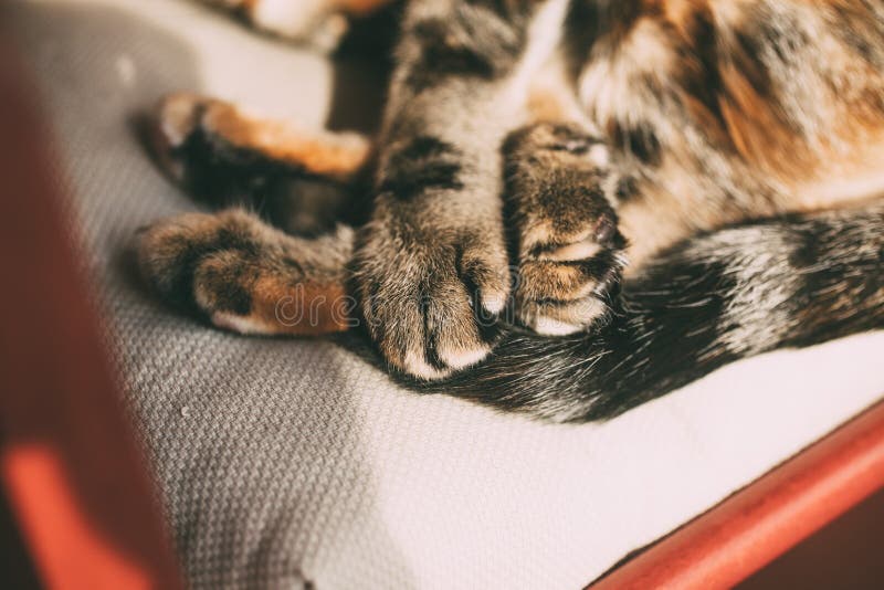 Stäng vyn med tabbtassar En vacker katt sover på en stol royaltyfri fotografi