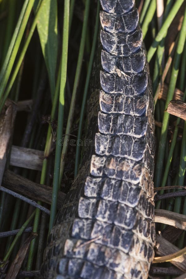 Stängning av alligator vid mag delstatspark arkivfoton