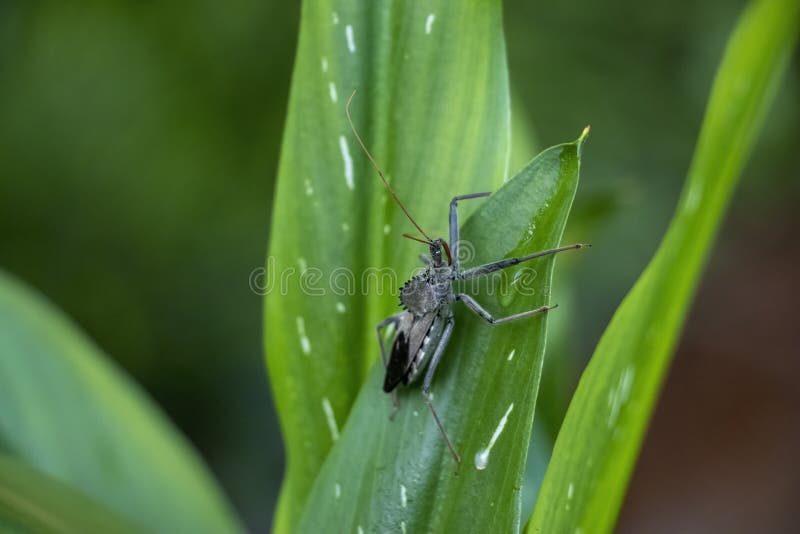 Stängning av assassin bug- eller hjulbuggjakt efter byte i trädgården. arkivbilder