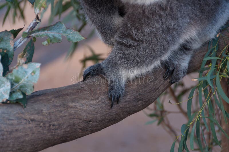 Stängning av australiska koala-tassar på en eucalyptus-gren fotografering för bildbyråer