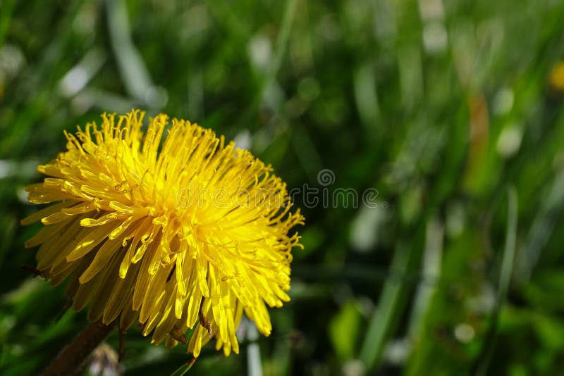 Stängning av dandelion-blåsning utomhus på ängsbotten arkivfoton