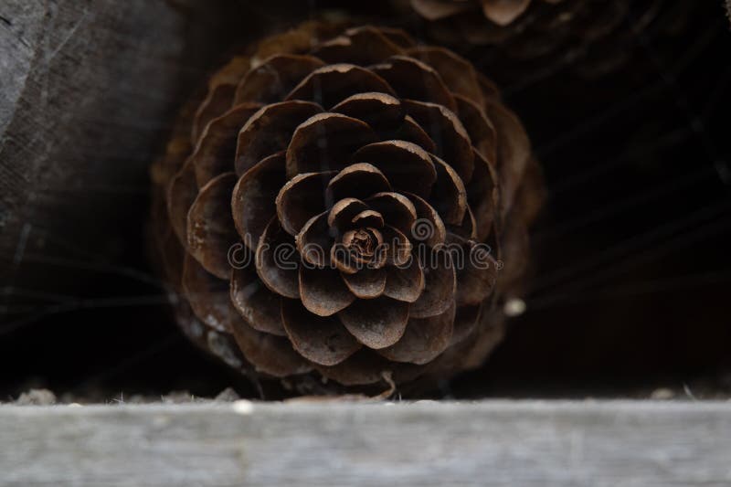 Stängning av en brunpinjekona med naturlig textur och symmetri. royaltyfria bilder