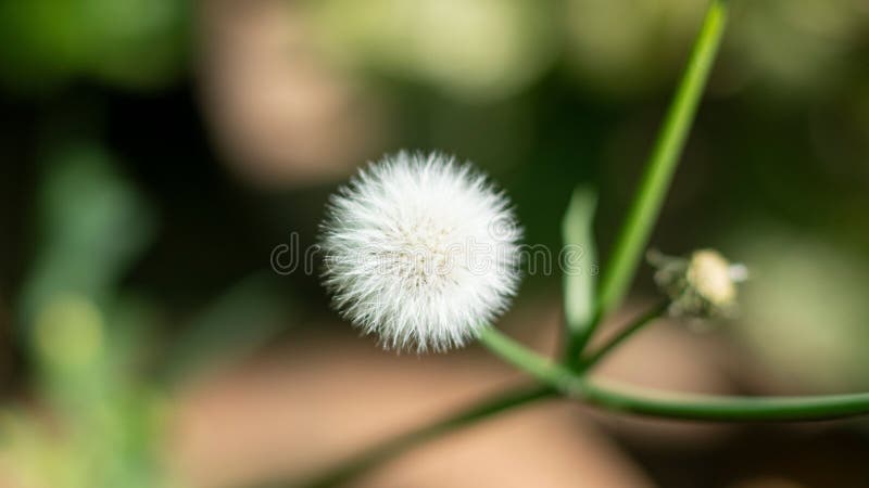 Stängning av en dandelion-blomning i en grön buske fotografering för bildbyråer