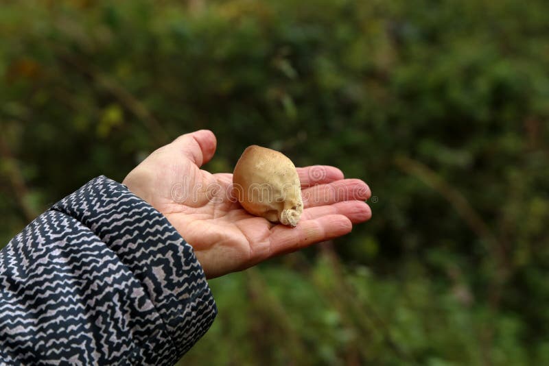 Stängning av en mykolog som håller ett vilt, runt svamp i en skog fotografering för bildbyråer