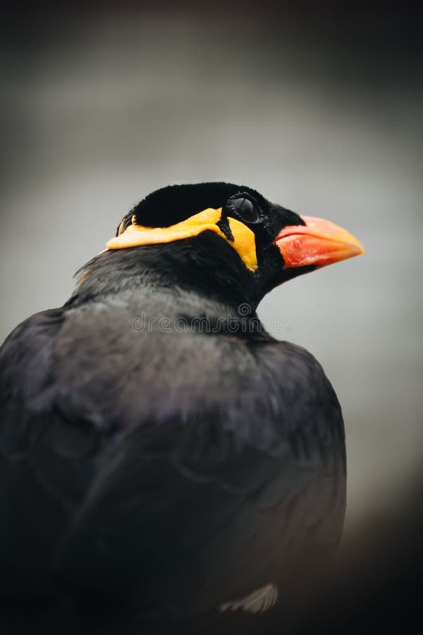 Stängning av en pulserande svart fågel med orange-beak. arkivbilder