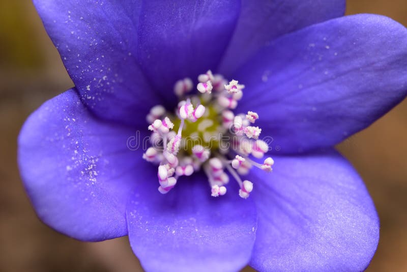 Stängning av en silkesodlad blomma i en lövskog. Stängning av en kallblodig blomma hepatica nobilis i en lövskog en solnysdag i vårtidvienaustrien