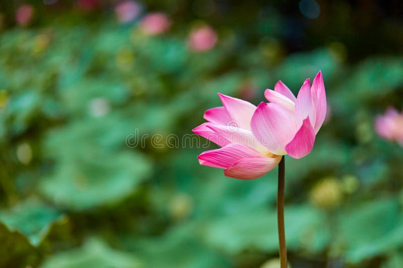 Stängning av en stor rosa vattenlotus i en sjö fotografering för bildbyråer