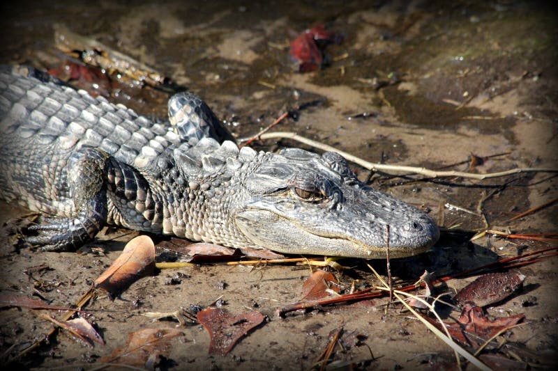 Stängning av en ung alligator arkivfoton