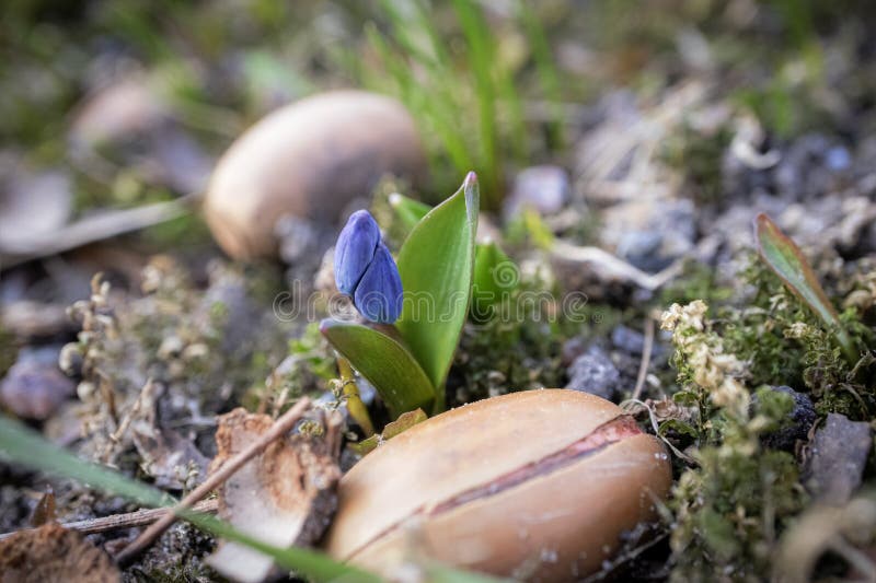Stängning av en vildblå snödroppsblomma i en skog bland fallna akorrar vacker nära utomhusfjädringens bakgrund arkivbild