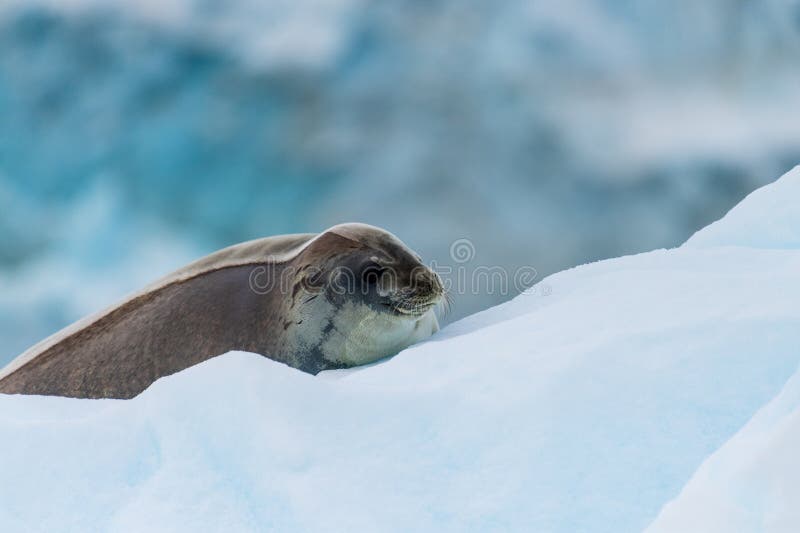 Close-up of a Weddell seal -Leptonychotes weddellii- resting on a small iceberg near Danco Island on the Antarctic peninsula. Close-up of a Weddell seal -Leptonychotes weddellii- resting on a small iceberg near Danco Island on the Antarctic peninsula