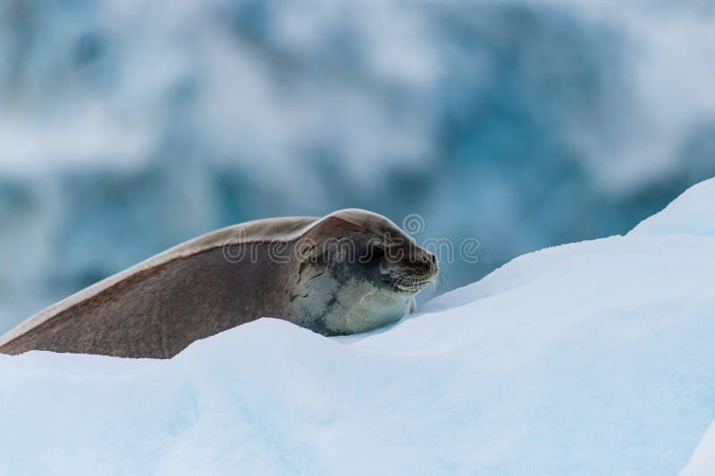 Close-up of a Weddell seal -Leptonychotes weddellii- resting on a small iceberg near Danco Island on the Antarctic peninsula. Close-up of a Weddell seal -Leptonychotes weddellii- resting on a small iceberg near Danco Island on the Antarctic peninsula