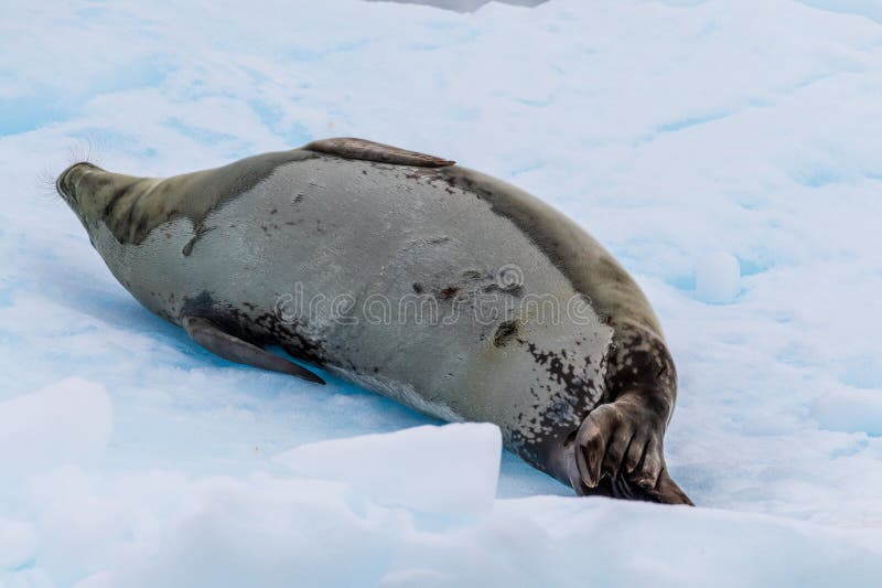 Close-up of a Weddell seal -Leptonychotes weddellii- resting on a small iceberg near Danco Island on the Antarctic peninsula. Close-up of a Weddell seal -Leptonychotes weddellii- resting on a small iceberg near Danco Island on the Antarctic peninsula