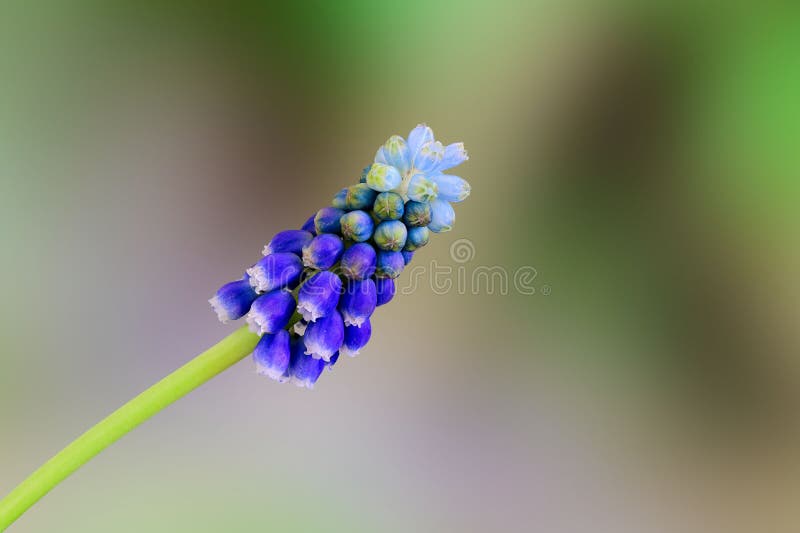 A closeup of a grape hyacinth &#x28;muscari armeniacum&#x29; flower head. A closeup of a grape hyacinth &#x28;muscari armeniacum&#x29; flower head