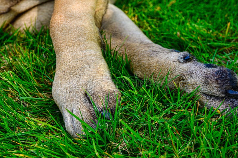Stängning av hundtassar som vilar på lush-gröngräs. arkivbild