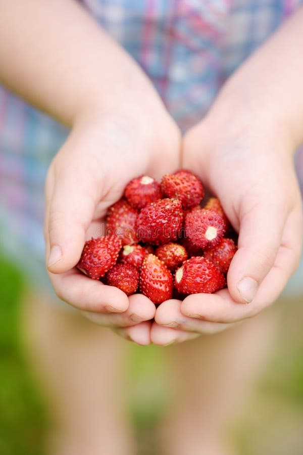 Close-up of child`s hands holding fresh wild strawberries picked at organic strawberry farm. Kid harvesting fruits and berries at home garden. Family leisure outdoors. Close-up of child`s hands holding fresh wild strawberries picked at organic strawberry farm. Kid harvesting fruits and berries at home garden. Family leisure outdoors
