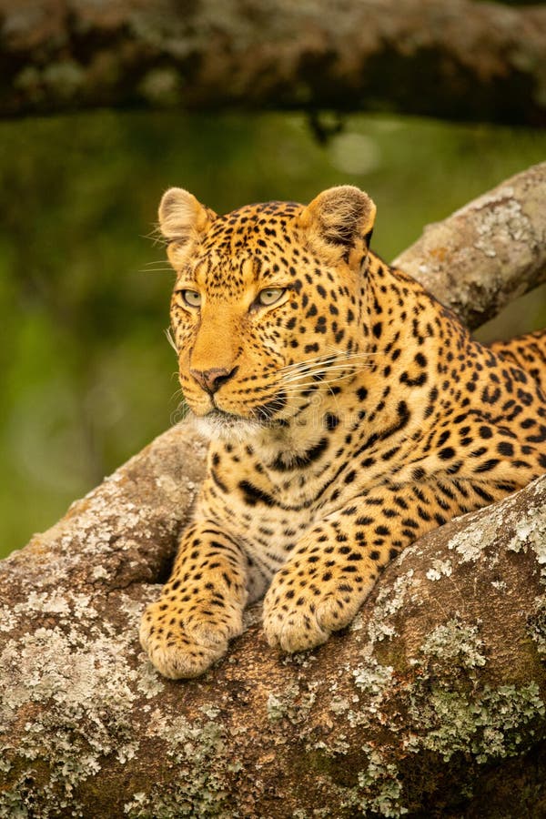 Stängning av leopardtapor på grenen arkivbilder