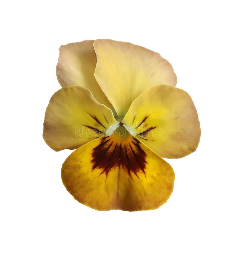 Stängning av ljusgul beige pansy-blomma med gult centrum isolerat på genomskinlig bakgrund. Ätbar blomma. Dekorativ royaltyfri foto