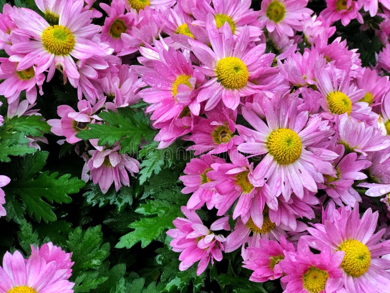 Stängning av rosa-lila Chrysanthemumblommor med gröna blad, under höstsäsongen Känns som friska vackra naturen i botaniska parken arkivbild Stängning av rosa-lila Chrysanthemumblommor med gröna blad, under höstsäsongen Känns som friska vackra naturen i botaniska parken arkivbild
