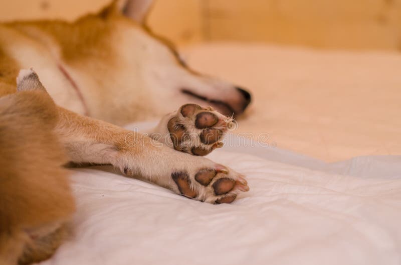 Stängning av röda hundtassar royaltyfri fotografi