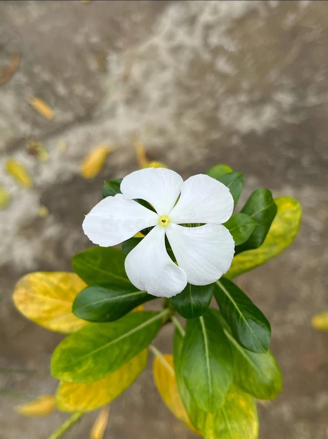 Stängning av vit Periwinkle Flower i Garden royaltyfria bilder